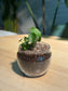 Hydrocotyle Vulgaris in Tea Glass