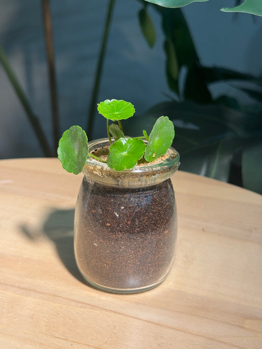 Hydrocotyle Vulgaris in Glass