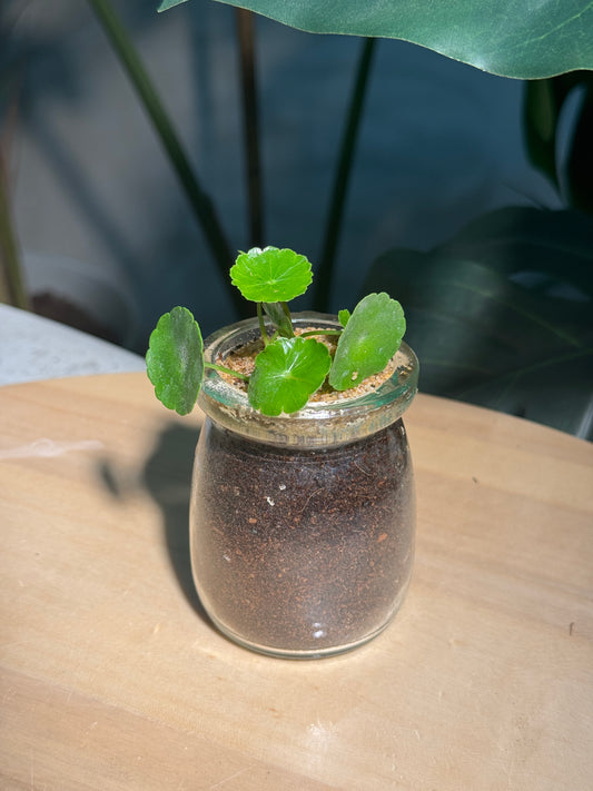 Hydrocotyle Vulgaris in Glass
