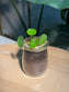 Hydrocotyle Vulgaris in Glass