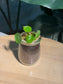 Hydrocotyle Vulgaris in Glass