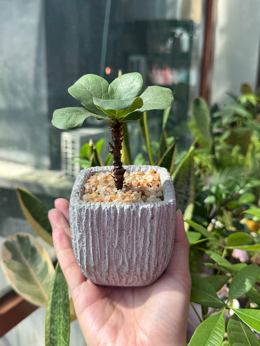 Ficus Lyrata in Grey Concrete Pot