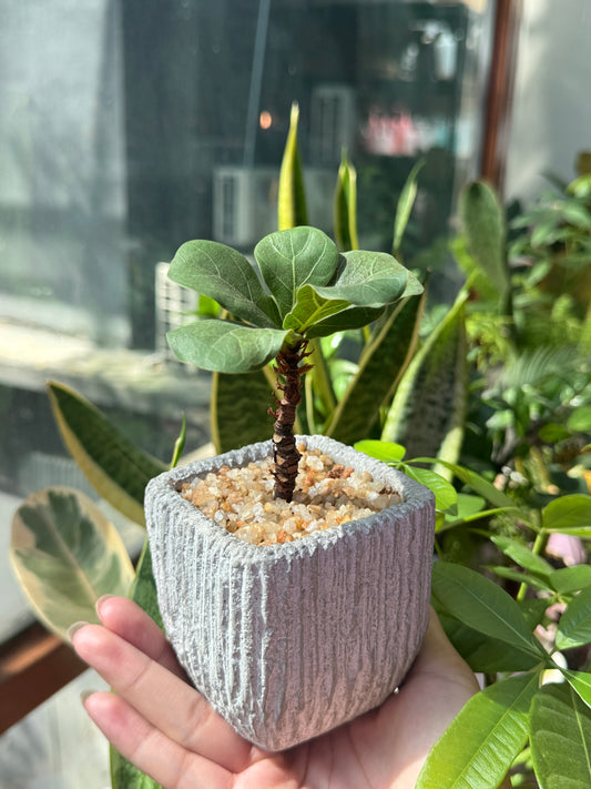 Ficus Lyrata in Grey Concrete Pot