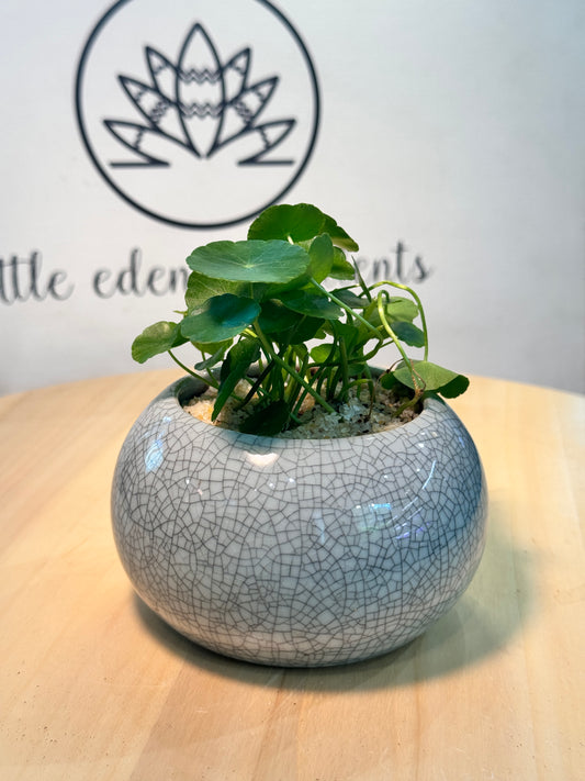 Hydrocotyle Vulgaris in Blueish Grey Ceramic Pot