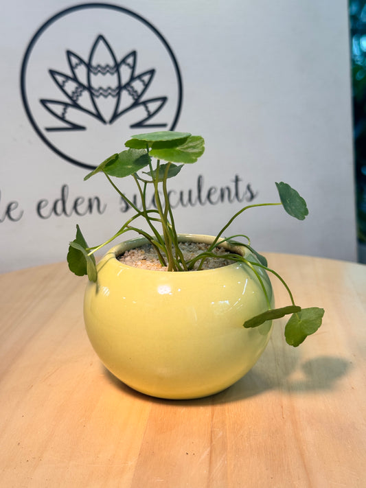 Hydrocotyle Vulgaris in Yellow Ceramic Pot