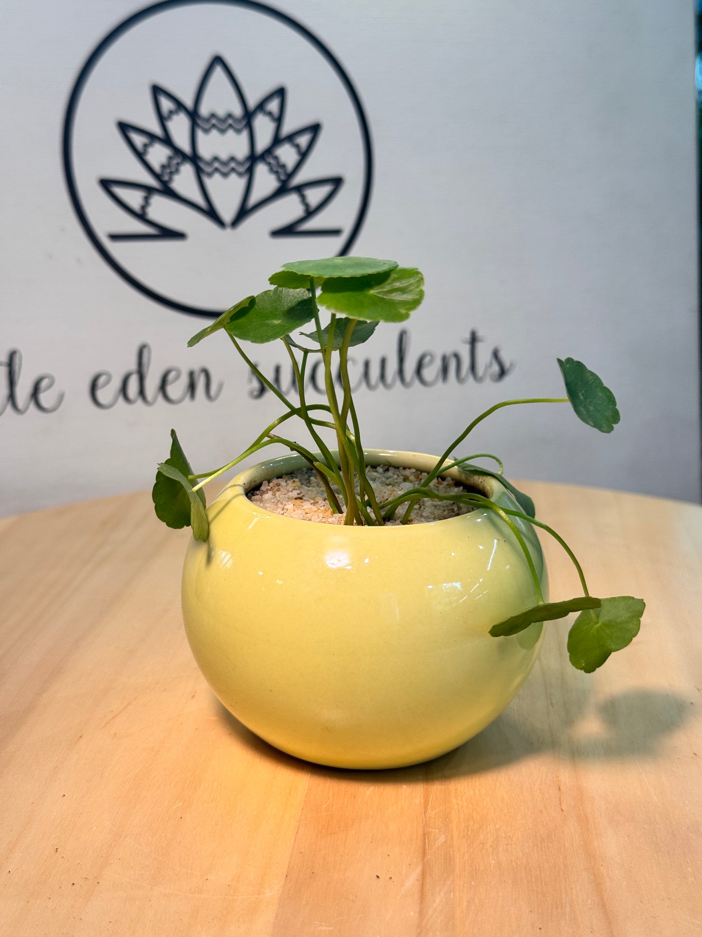 Hydrocotyle Vulgaris in Yellow Ceramic Pot