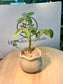 Dwarf Umbrella Tree in Yellowish Green Matte Concrete Pot