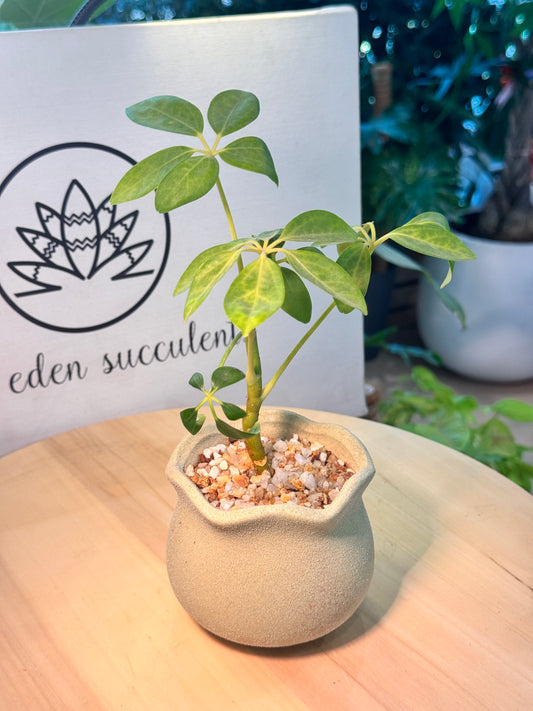 Dwarf Umbrella Tree in Yellowish Green Matte Concrete Pot