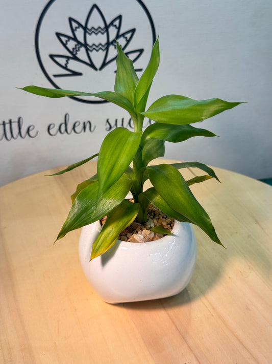 Lucky Bamboo in White Ceramic Pot