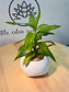 Lucky Bamboo in White Ceramic Pot
