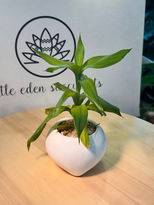 Lucky Bamboo in White Ceramic Pot