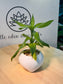 Lucky Bamboo in White Ceramic Pot