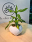 Lucky Bamboo in White Ceramic Pot