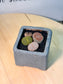 Lithops in Blueish Grey Matte Pot