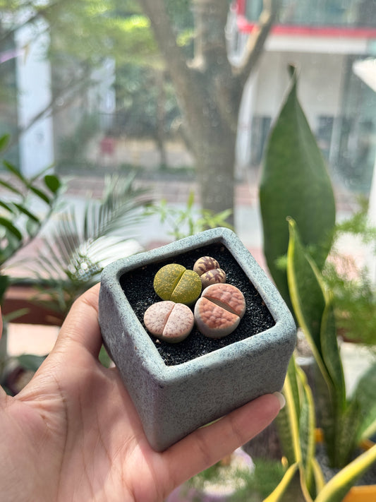Lithops in Blueish Grey Matte Pot
