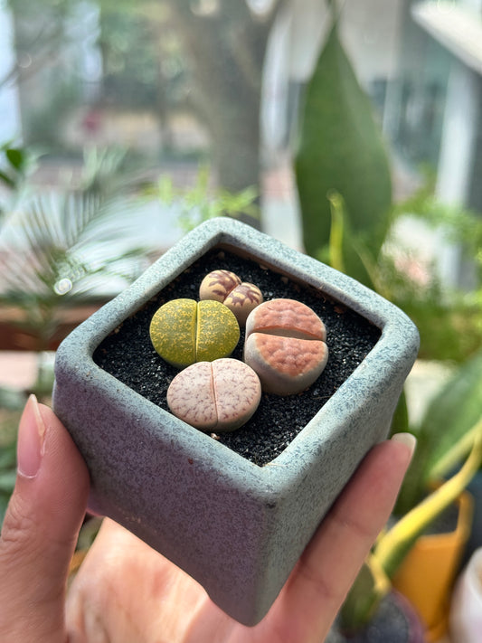 Lithops in Blueish Grey Matte Pot
