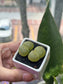 Lithops in White Ceramic Pot