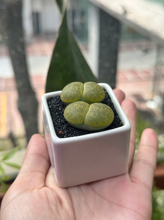 Lithops in White Ceramic Pot