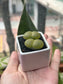 Lithops in White Ceramic Pot