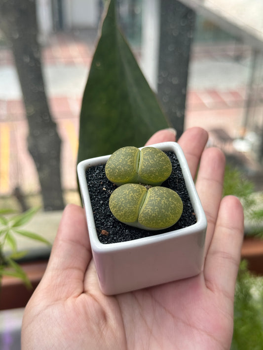 Lithops in White Ceramic Pot