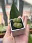 Lithops in White Ceramic Pot