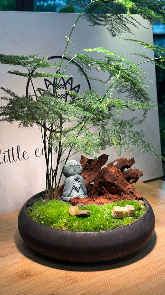 Zen Asparagus Fern in Black Ceramic Pot