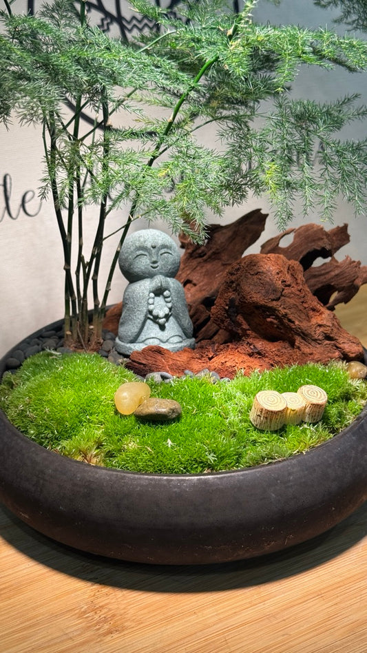 Zen Asparagus Fern in Black Ceramic Pot