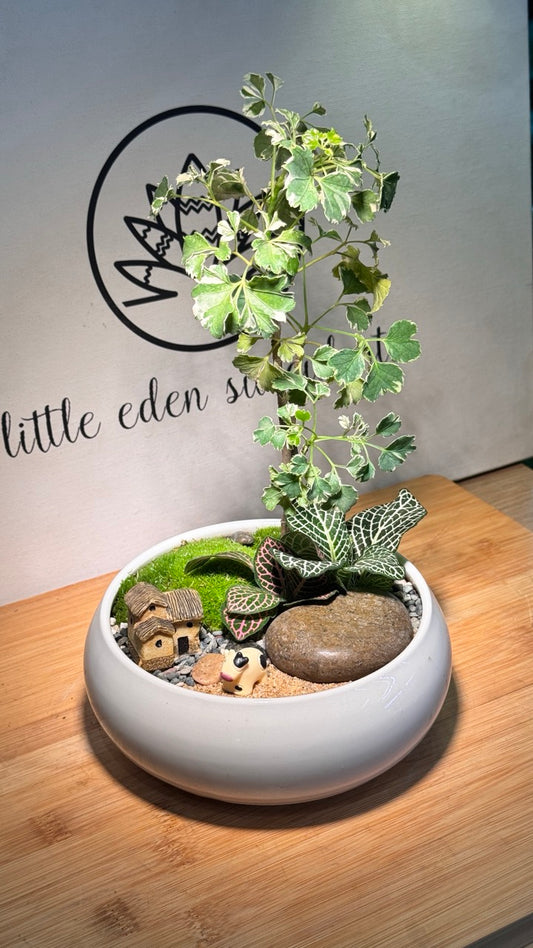 Variegated Polyscias With Fittonia and Moss Arrangement in White Ceramic Pot