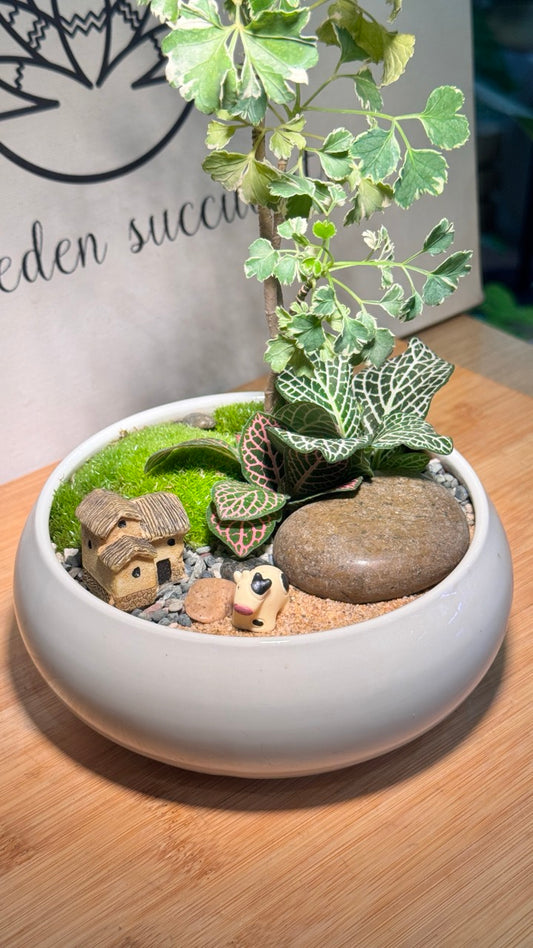 Variegated Polyscias With Fittonia and Moss Arrangement in White Ceramic Pot