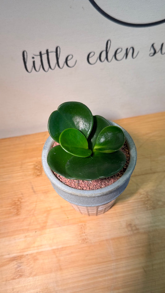 Fiddle-Leaf Fig (琴叶榕) in Ice Cream Cone Like Matte Pot
