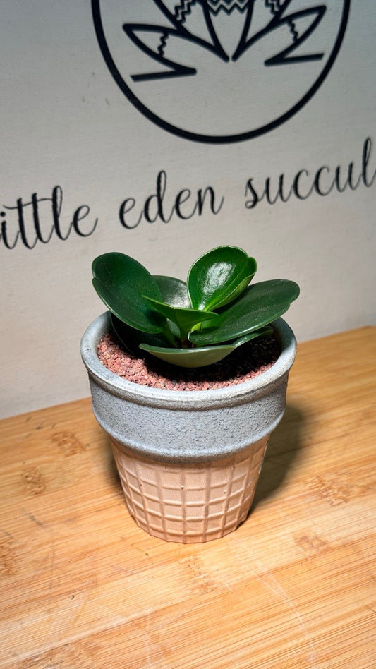 Fiddle-Leaf Fig (琴叶榕) in Ice Cream Cone Like Matte Pot