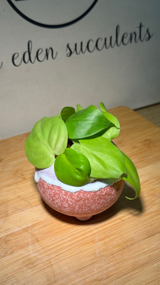 Philodendron in Pink Ceramic Pot (Indoor Plant)