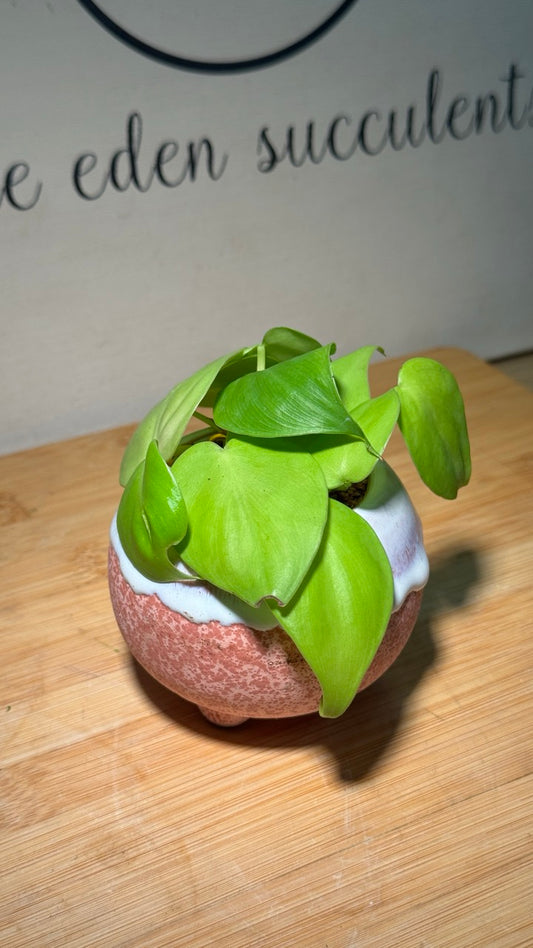 Philodendron in Pink Ceramic Pot (Indoor Plant)