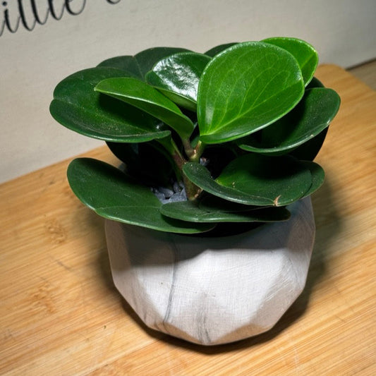 Fiddle-Leaf Fig (琴叶榕) in White Ceramic Matte Pot