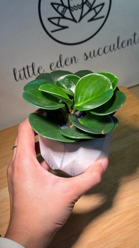 Fiddle-Leaf Fig (琴叶榕) in White Ceramic Matte Pot