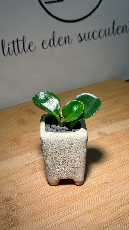 Fiddle-Leaf Fig (琴叶榕) in Yellow Matte Mini Pot