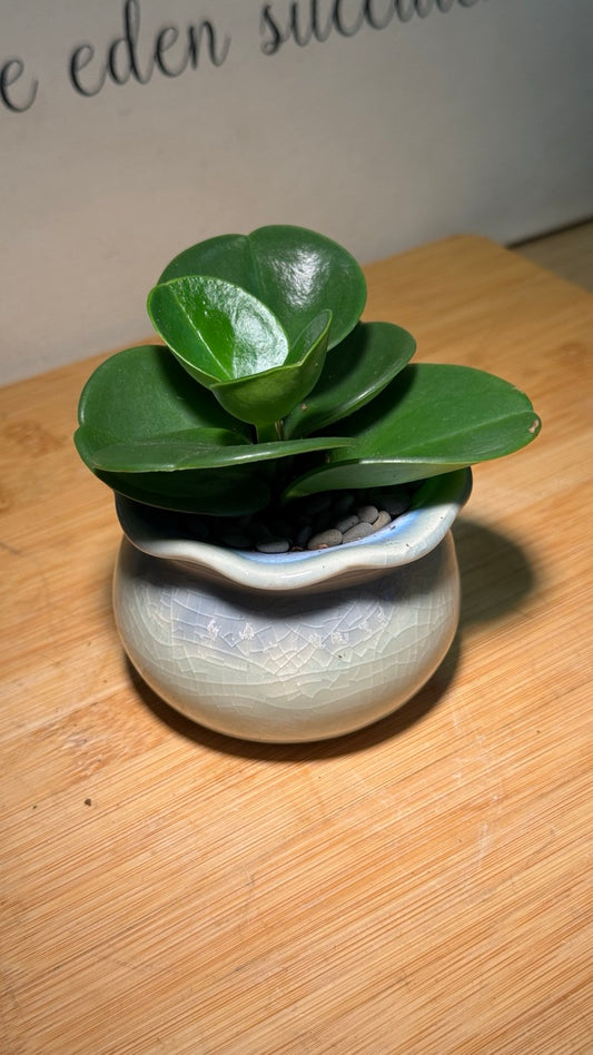 Fiddle-Leaf Fig (琴叶榕) in Blue Ceramic Pot