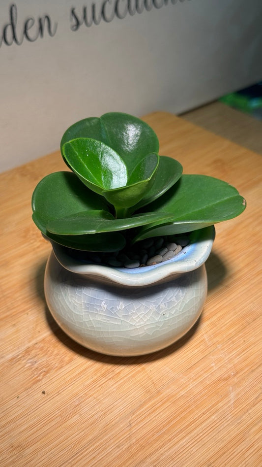 Fiddle-Leaf Fig (琴叶榕) in Blue Ceramic Pot