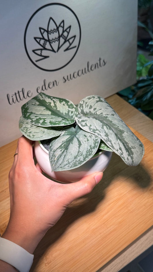 Silver Pothos in White Ceramic Pot