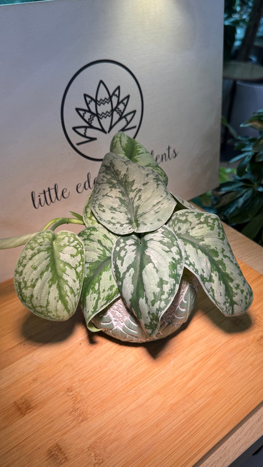 Silver Pothos in White Ceramic Pot