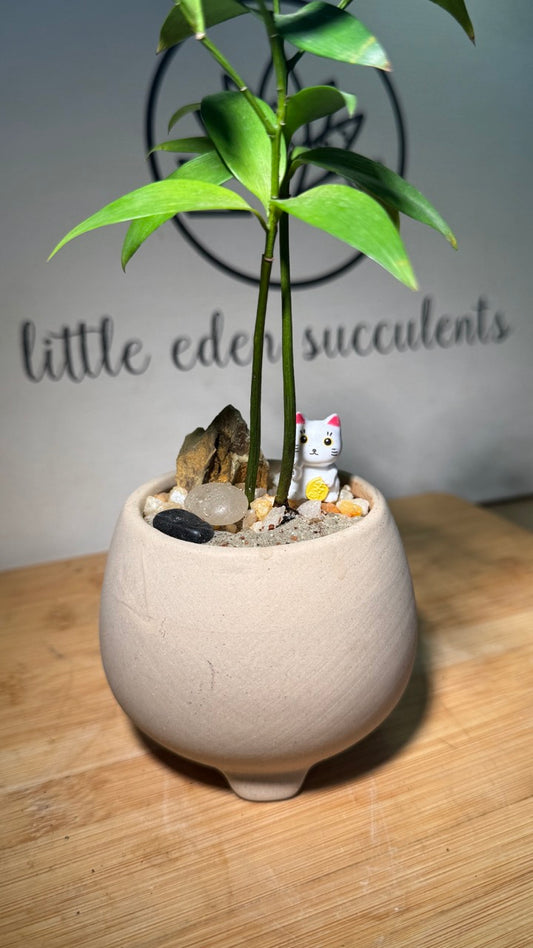 Nageia Nagi in Light Brown Matte Pot