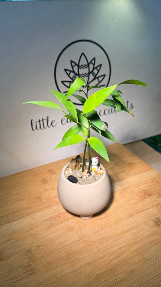 Nageia Nagi in Light Brown Matte Pot