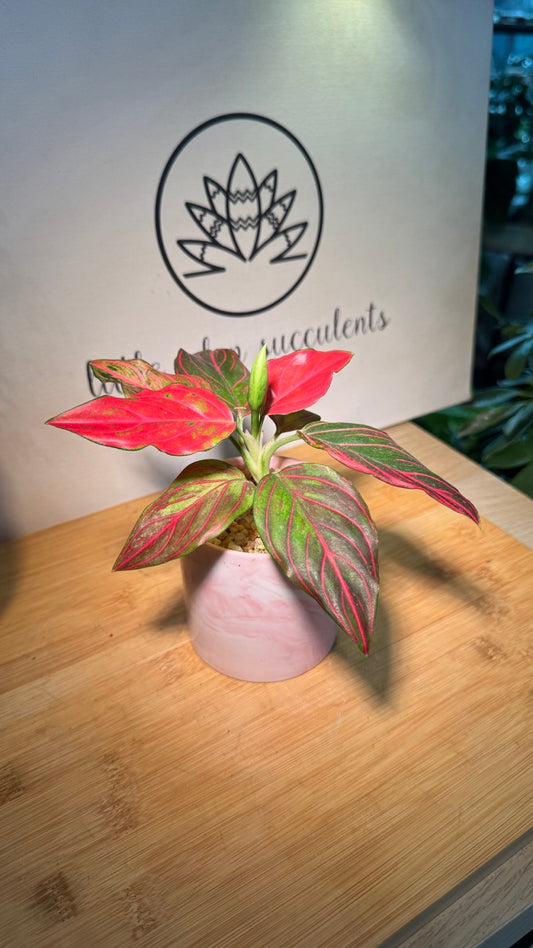 Aglaonema Red in Pink Marble Ceramic Pot