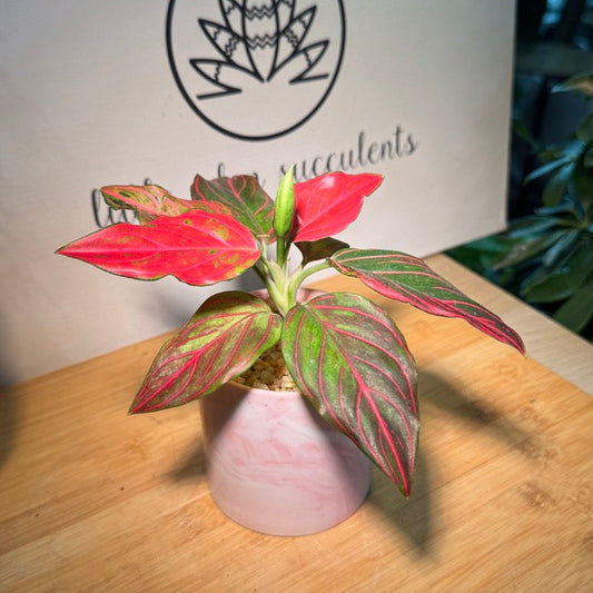 Aglaonema Red in Pink Marble Ceramic Pot