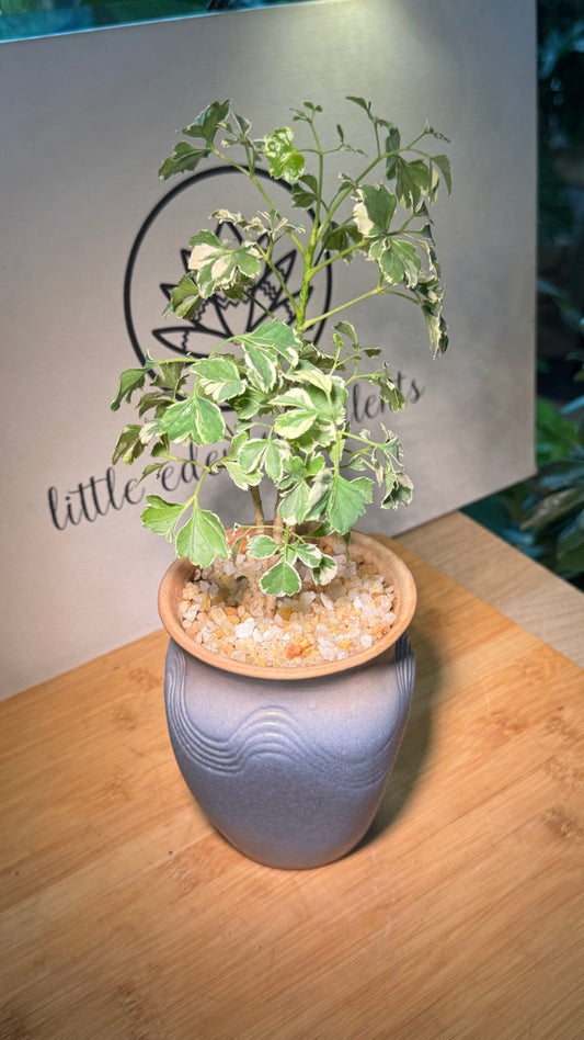 Variegated Polyscias in Tall Ceramic Pot