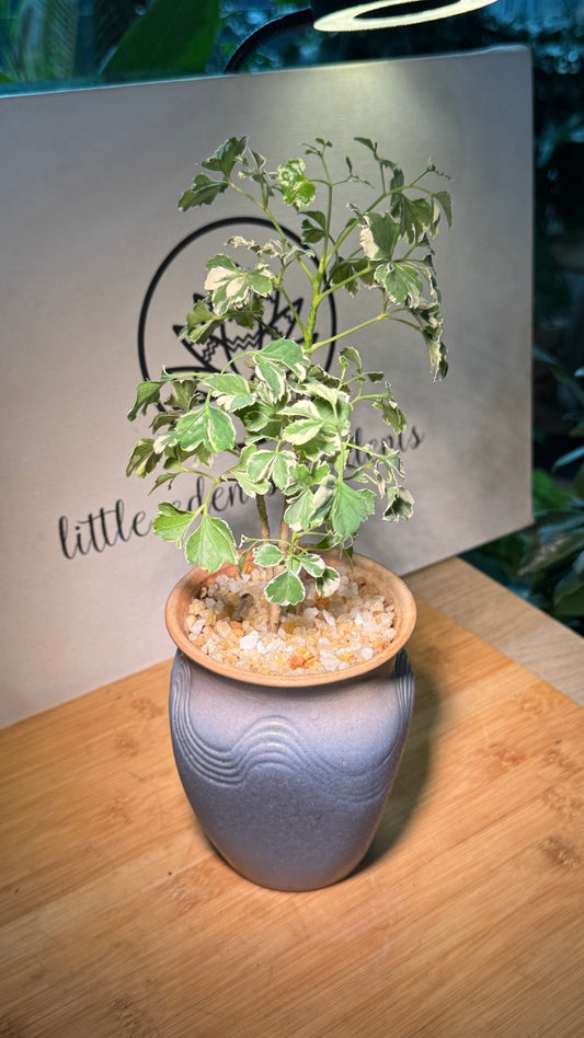 Variegated Polyscias in Tall Ceramic Pot