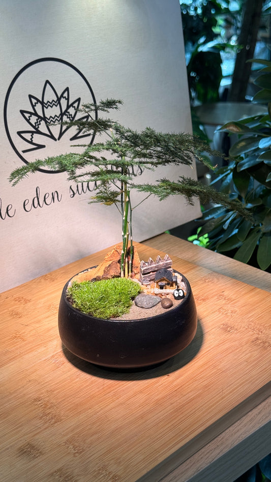 Asparagus Fern in Zen Black Rustic Pot
