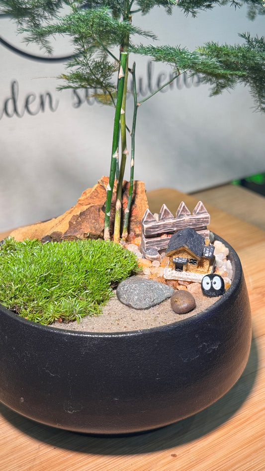 Asparagus Fern in Zen Black Rustic Pot