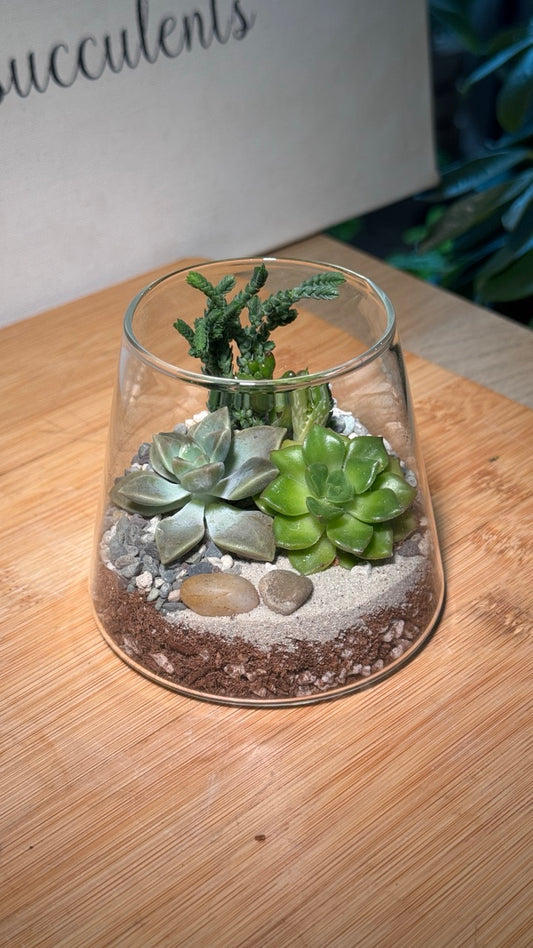 Succulent Arrangement in Fuji Glass