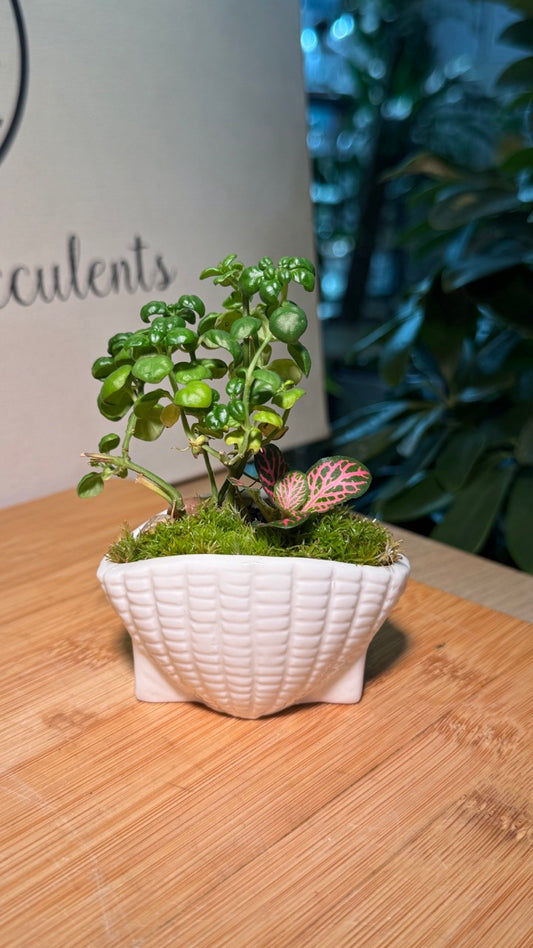 Fittonia (Indoor Plants) Arrangement in White Textured Ceramic Pot